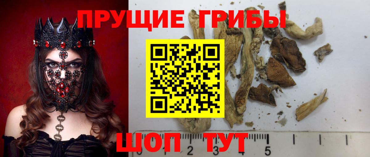 Карабулак  Псилоцибиновые грибы GOLDEN TEACHER  Псилоцибиновые грибы Psilocybine cubensis  наркошоп  Вход с VPN 